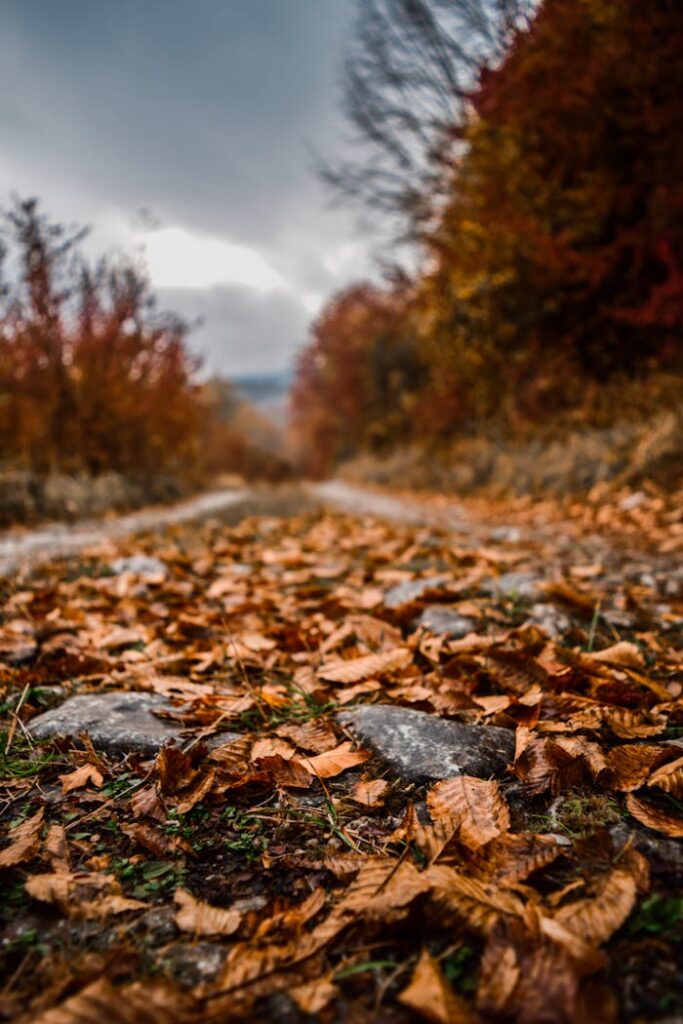 Vivid autumn leaves on a forest path, showcasing rich textures and fall colors.